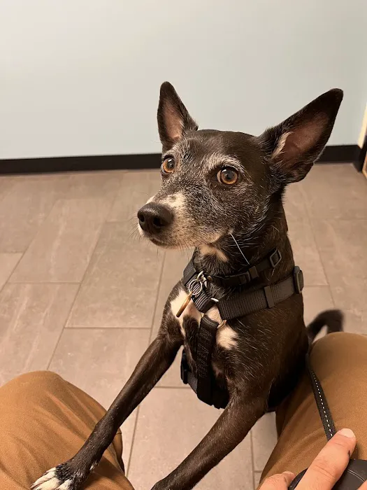 Banfield Pet Hospital Picture 8