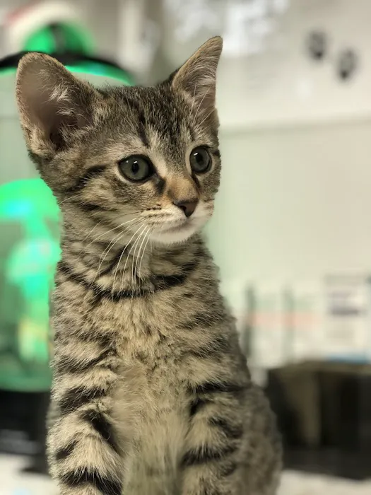 Long Lake Animal Hospital & Lakeside Pet Resort Picture 2
