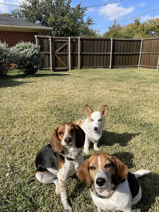 CityVet | Preston Hollow Picture 1