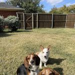CityVet | Preston Hollow