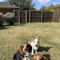CityVet | Preston Hollow ico