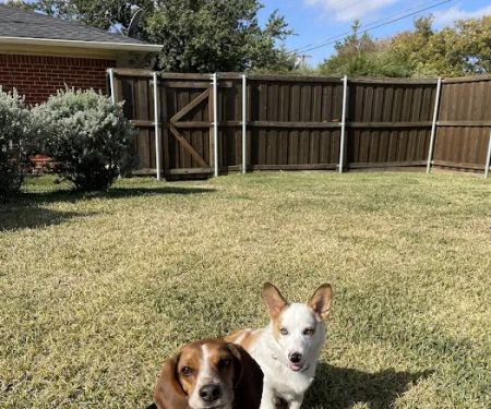 CityVet | Preston Hollow