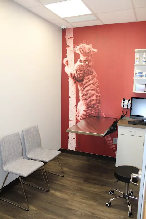 CityVet | Preston Hollow Picture 5
