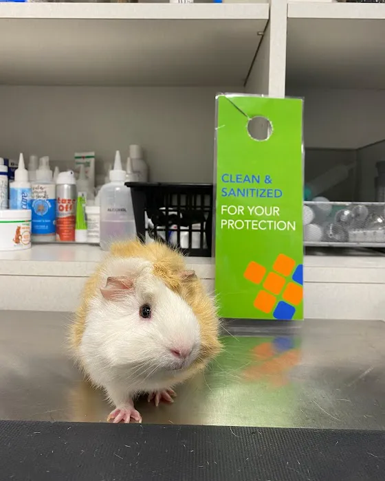 CityVet | Preston Hollow Picture 7