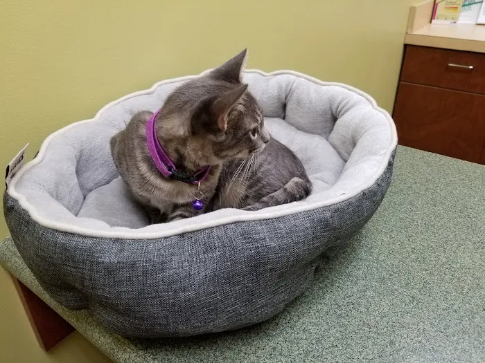 Midway Hollow Pet Clinic Picture 2