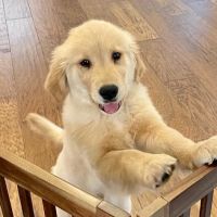 Midway Hollow Pet Clinic ico