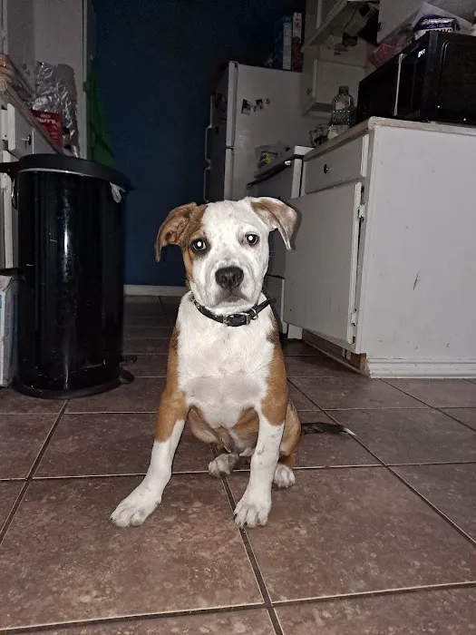 Midway Hollow Pet Clinic Picture 5