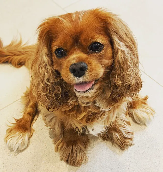 Midway Hollow Pet Clinic Picture 6