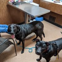 Affordable Veterinary Care Center ico