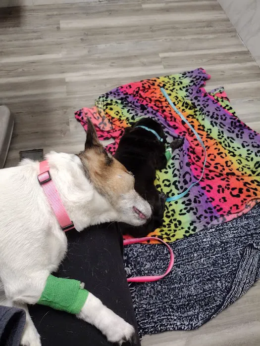 Affordable Veterinary Care Center Picture 6