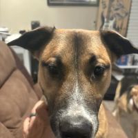 Patterson Veterinary Hospital ico