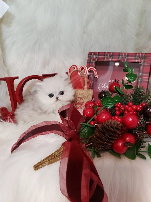 Purse Persians Kittens Picture 1
