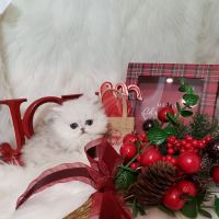 Purse Persians Kittens ico