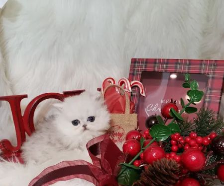 Purse Persians Kittens