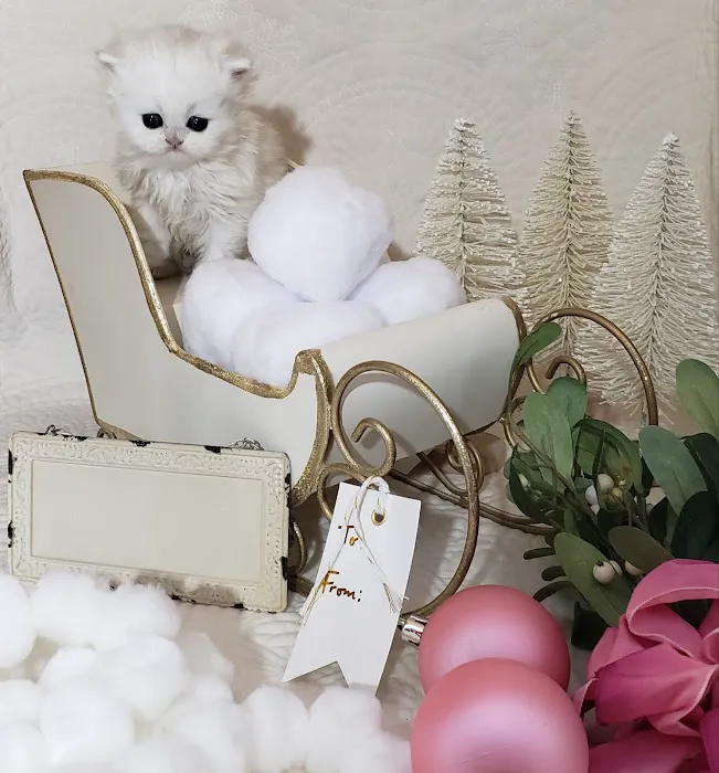 Purse Persians Kittens Picture 3