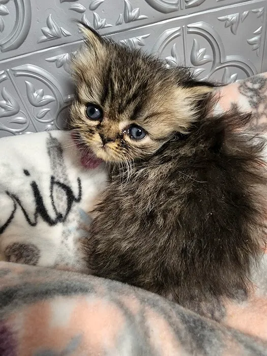 Purse Persians Kittens Picture 6