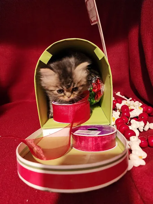 Purse Persians Kittens Picture 5