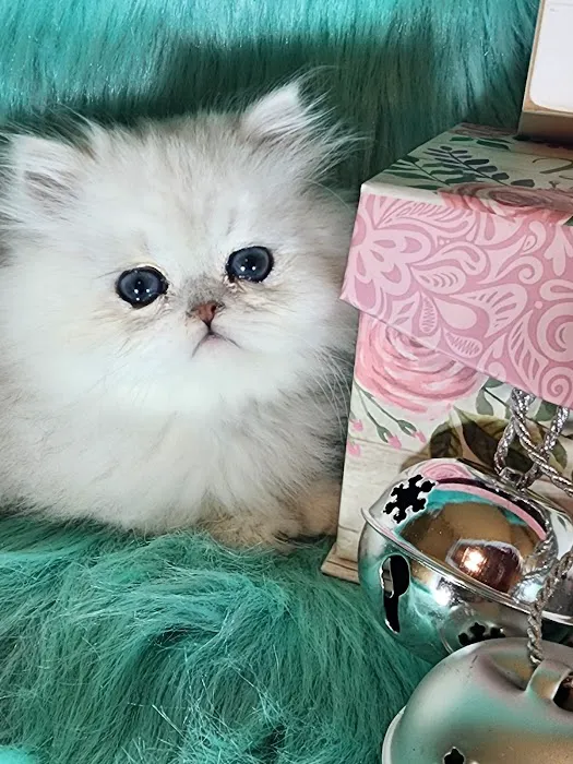 Purse Persians Kittens Picture 8