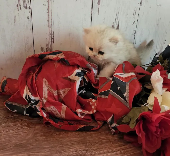 Purse Persians Kittens Picture 7