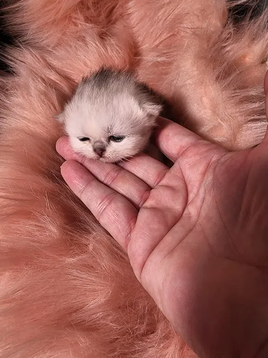 Purse Persians Kittens Picture 10