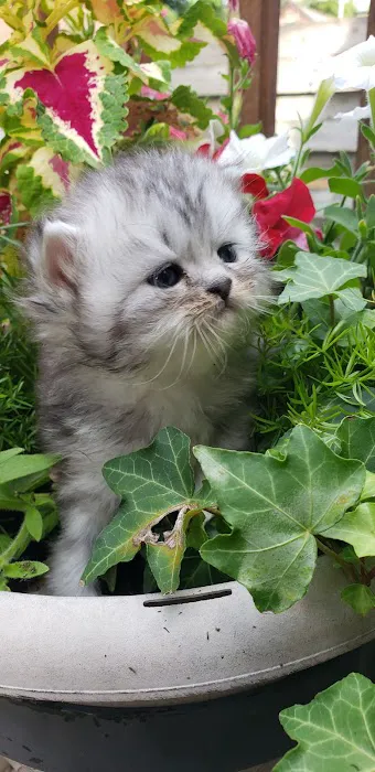 Purse Persians Kittens Picture 9