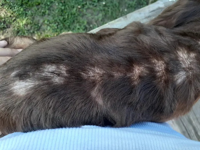 Groesbeck Animal Hospital Picture 5