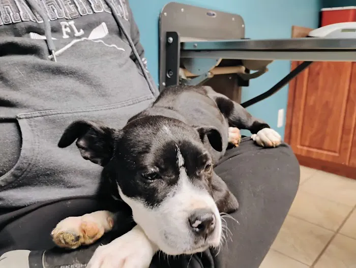 Groesbeck Animal Hospital Picture 9