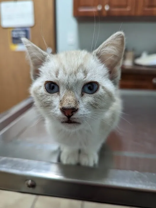 Groesbeck Animal Hospital Picture 10