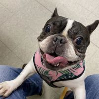VCA Clinton Township Animal Hospital ico