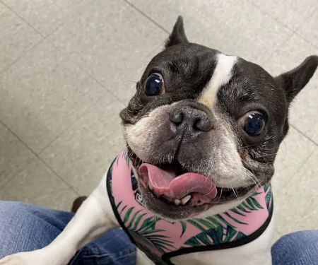 VCA Clinton Township Animal Hospital
