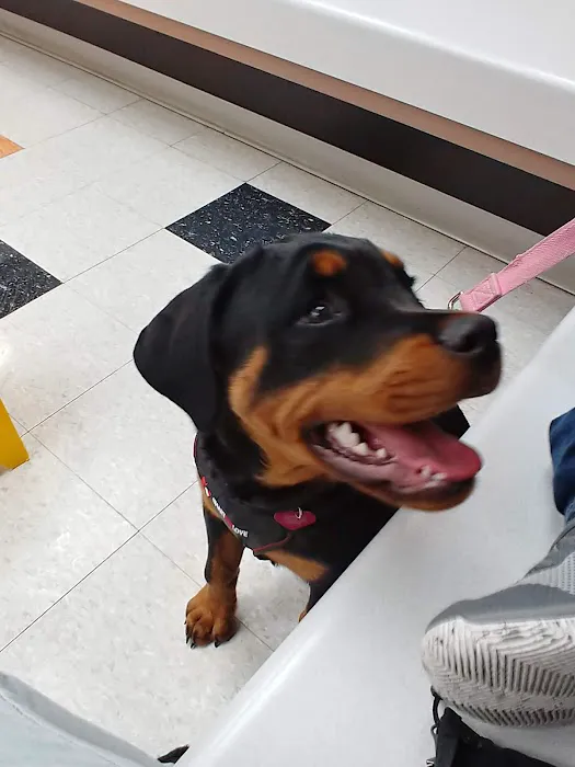 VCA Clinton Township Animal Hospital Picture 4