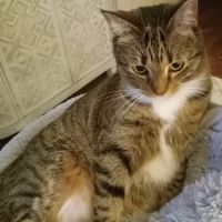Snider Veterinary Services ico