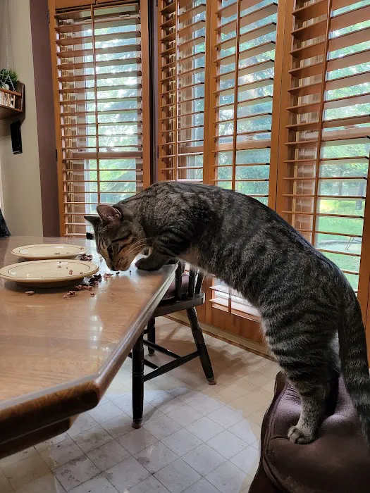 The Cat Practice pc Picture 1