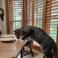 The Cat Practice pc ico