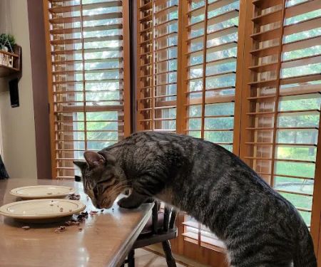The Cat Practice pc