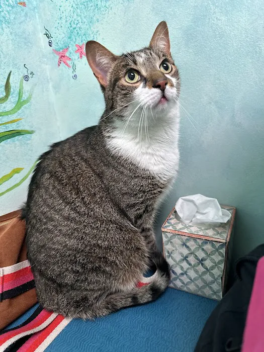 The Cat Practice pc Picture 6