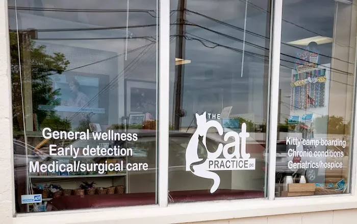 The Cat Practice pc Picture 9