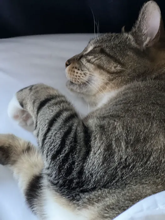 The Cat Practice pc Picture 10