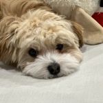 Beverly Hills Veterinary Associates