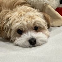 Beverly Hills Veterinary Associates ico