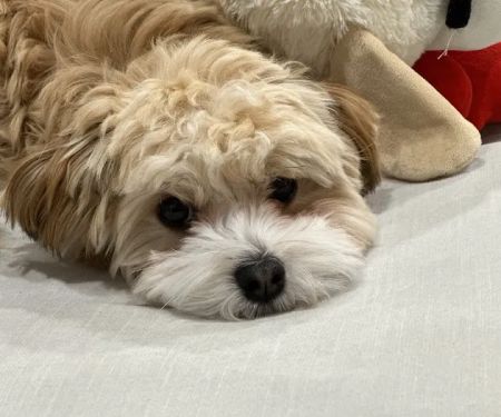 Beverly Hills Veterinary Associates