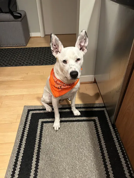 Beverly Hills Veterinary Associates Picture 4