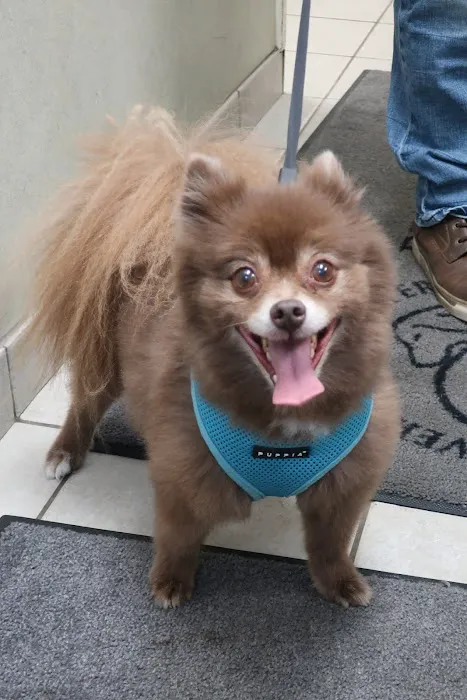 Beverly Hills Veterinary Associates Picture 6