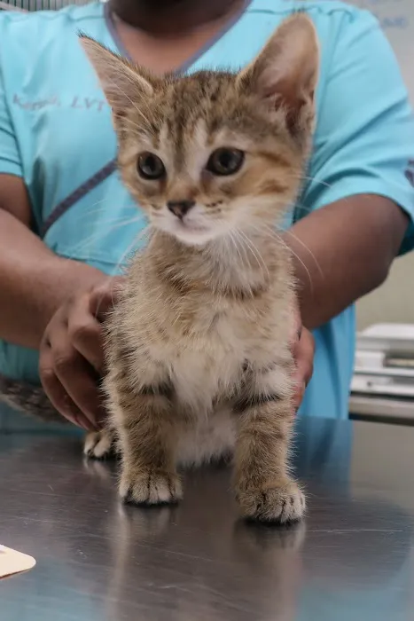 Beverly Hills Veterinary Associates Picture 5