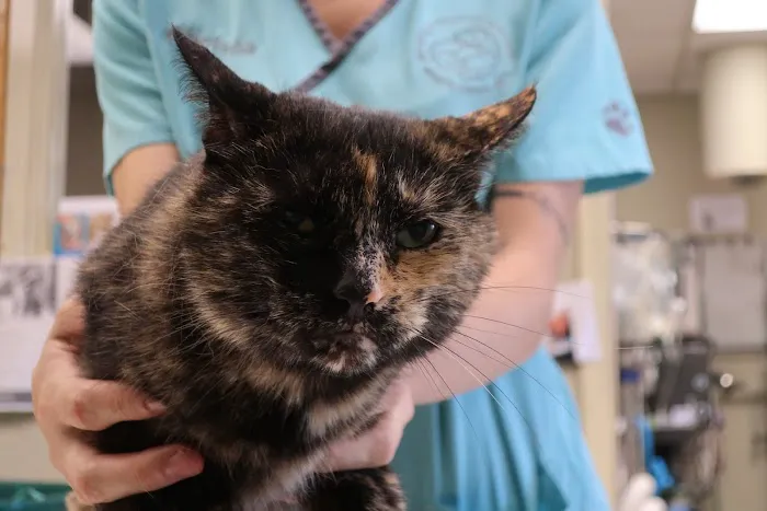 Beverly Hills Veterinary Associates Picture 8