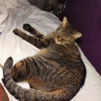 Somerset Veterinary Hospital ico