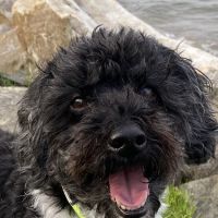DePorre Veterinary Hospital ico