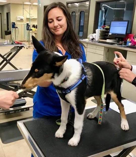 DePorre Veterinary Hospital Picture 9