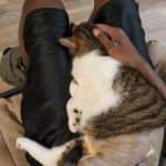 Gasow Veterinary Hospital: Mangner James DVM