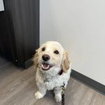 Gasow Veterinary Hospital